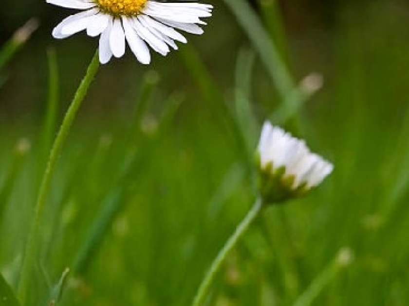 La pâquerette : une jolie fleur de printemps La pâquerette : une jolie fleur de printemps