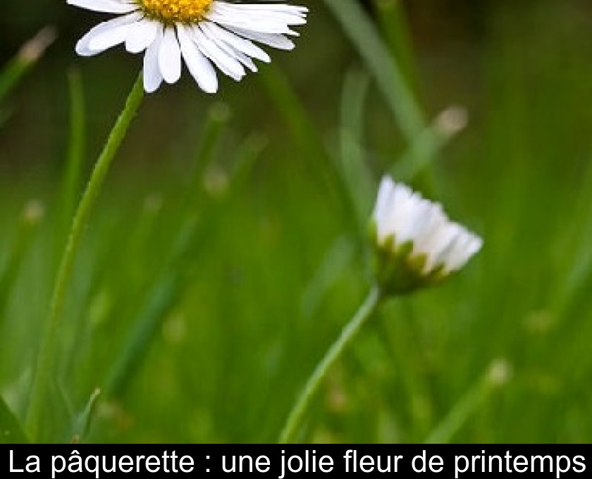 La pâquerette : une jolie fleur de printemps La pâquerette : une jolie fleur de printemps