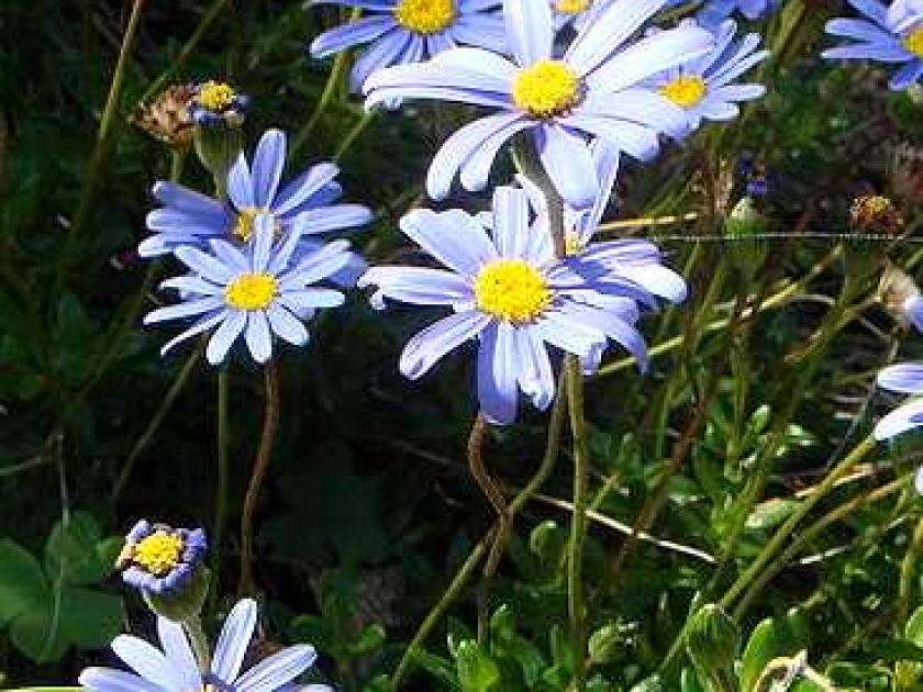 petites marguerites vivaces petites marguerites vivaces