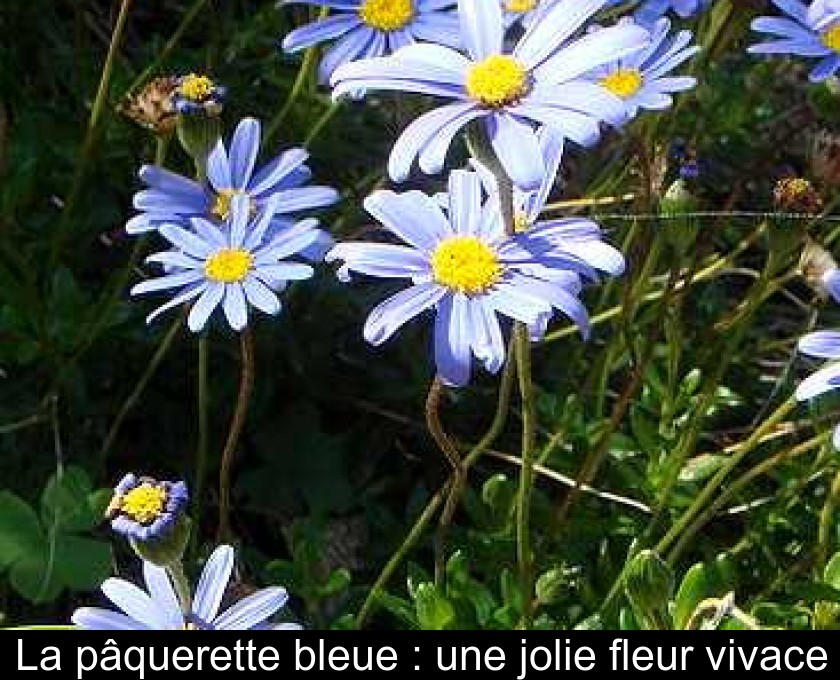 La pâquerette bleue : une jolie fleur vivace La pâquerette bleue : une jolie fleur vivace
