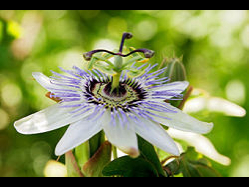 La passiflore La passiflore