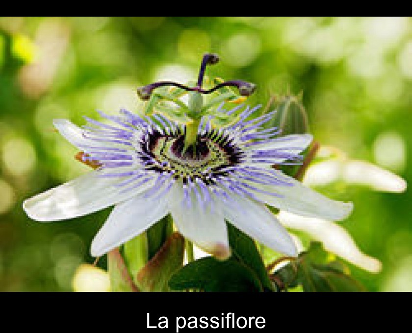 La passiflore bleue (Passiflora caerulea), grimpante un peu