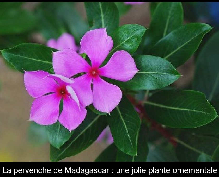 La pervenche de Madagascar : une jolie plante ornementale La pervenche de Madagascar : une jolie plante ornementale