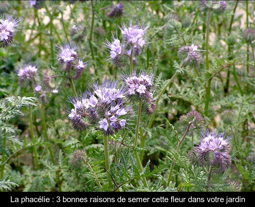 La phacélie : 3 bonnes raisons de semer cette fleur dans votre jardin