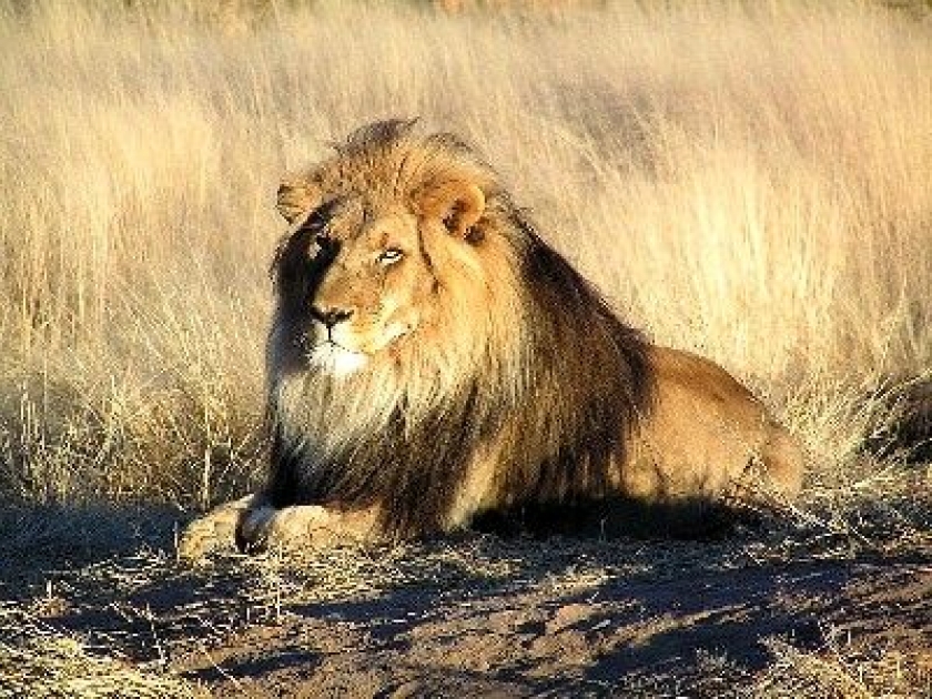 La photo animalière : présentation, techniques et matériel La photo animalière : présentation, techniques et matériel