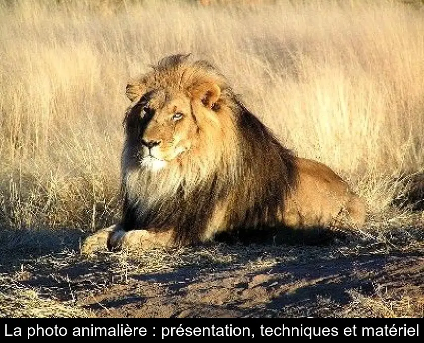 La photo animalière : présentation, techniques et matériel