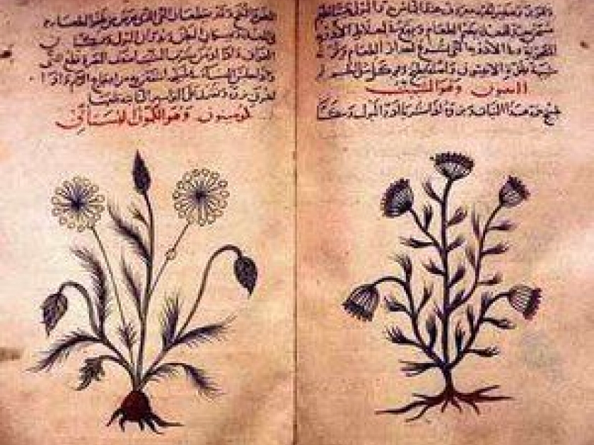 La phytothérapie La phytothérapie