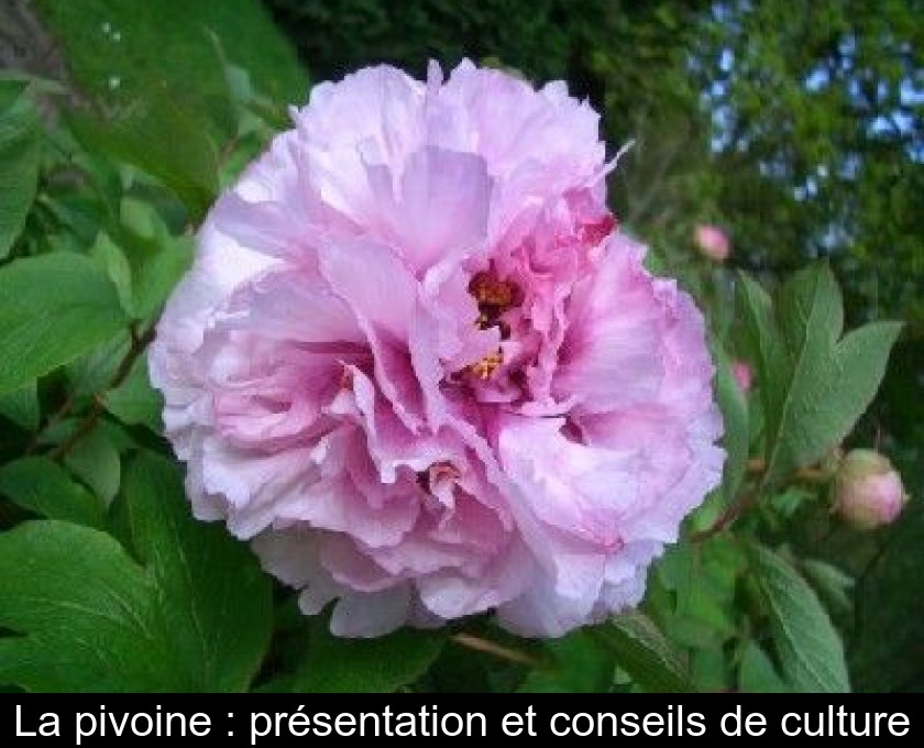 La pivoine : présentation et conseils de culture La pivoine : présentation et conseils de culture