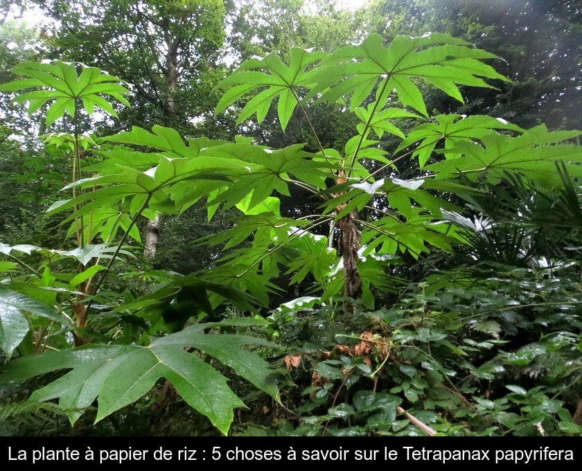 La plante à papier de riz : 5 choses à savoir sur le Tetrapanax papyrifera La plante à papier de riz : 5 choses à savoir sur le Tetrapanax papyrifera