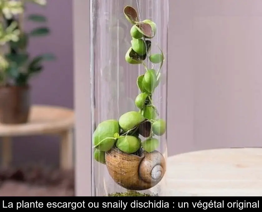 La plante escargot ou snaily dischidia : un végétal original