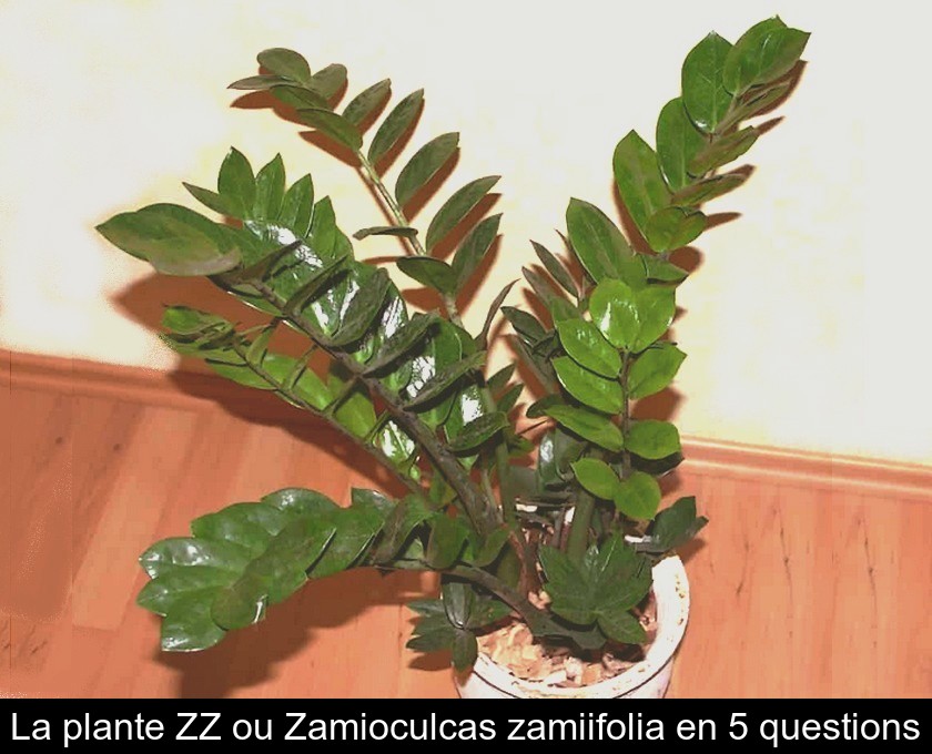 La plante ZZ ou Zamioculcas zamiifolia en 5 questions