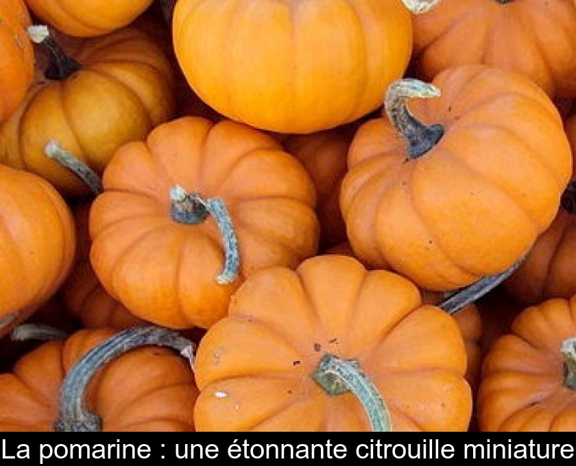 La pomarine : une étonnante citrouille miniature La pomarine : une étonnante citrouille miniature