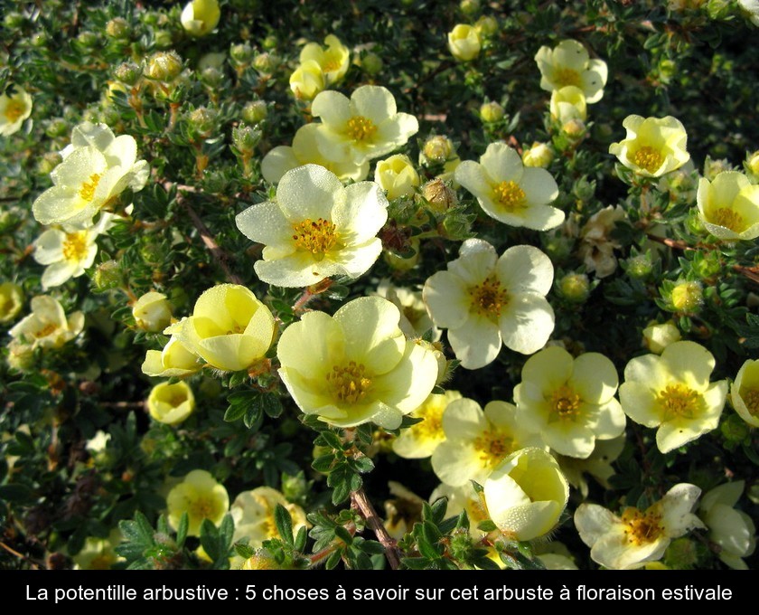 La potentille arbustive : 5 choses à savoir sur cet arbuste à floraison estivale