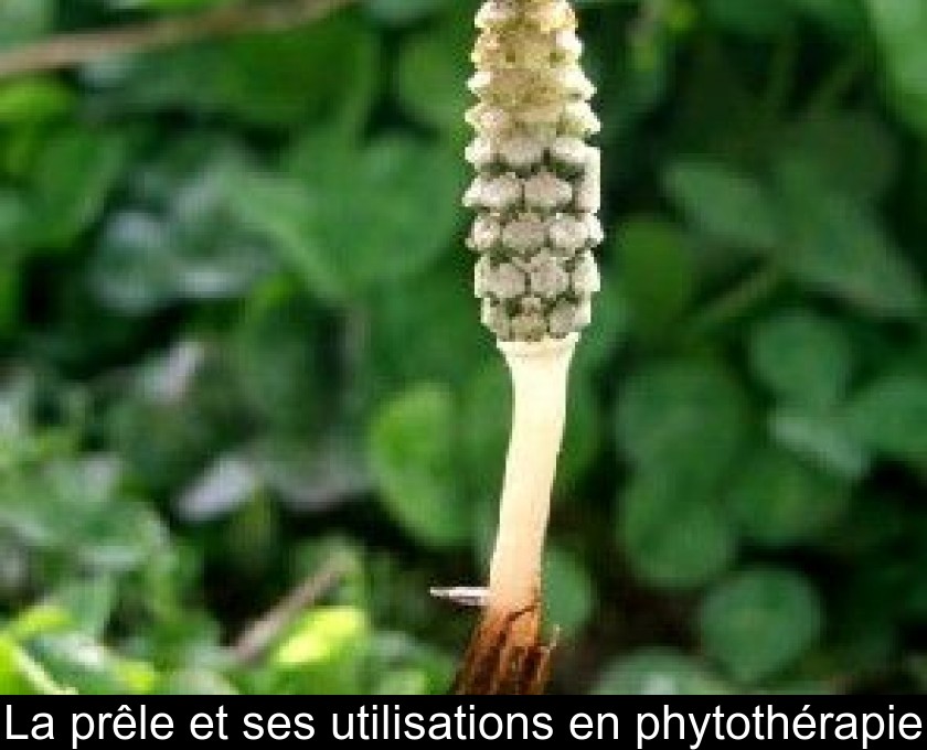 La prêle et ses utilisations en phytothérapie