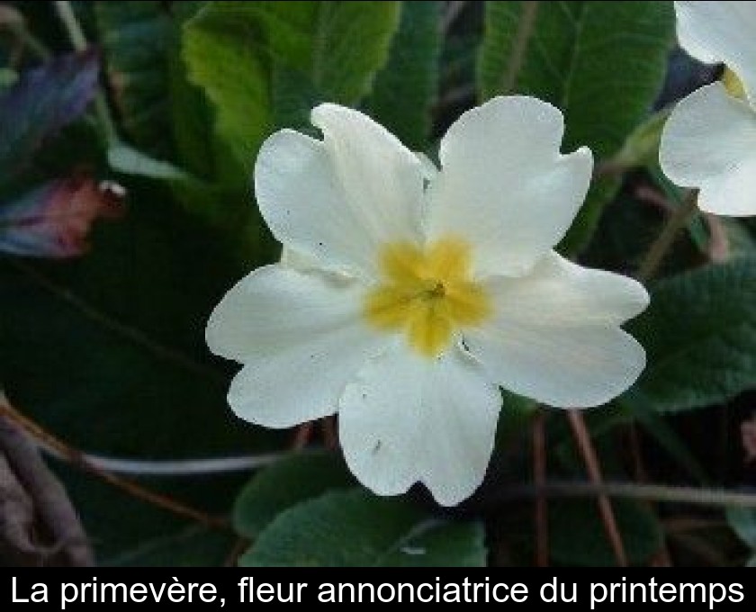 La primevère, fleur annonciatrice du printemps La primevère, fleur annonciatrice du printemps