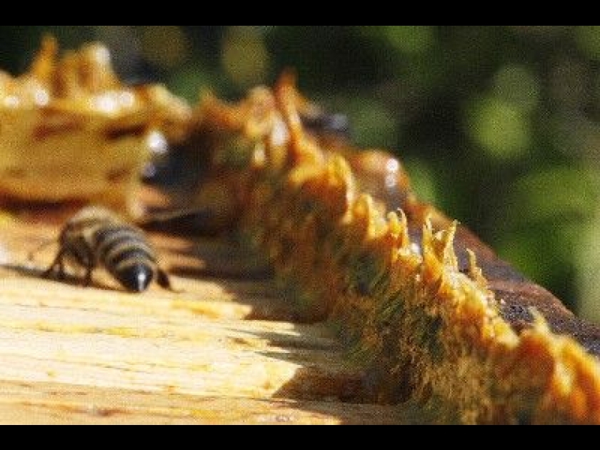 La propolis : un antibiotique naturel La propolis : un antibiotique naturel