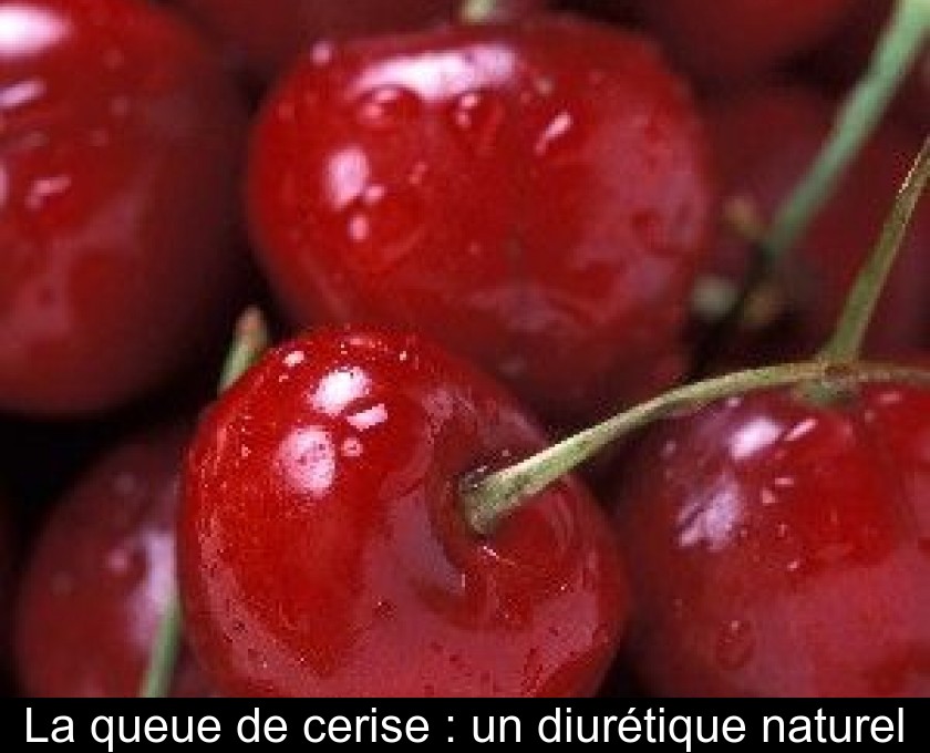 La queue de cerise : un diurétique naturel La queue de cerise : un diurétique naturel