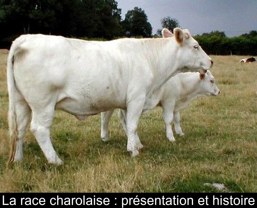 La race charolaise : présentation et histoire La race charolaise : présentation et histoire