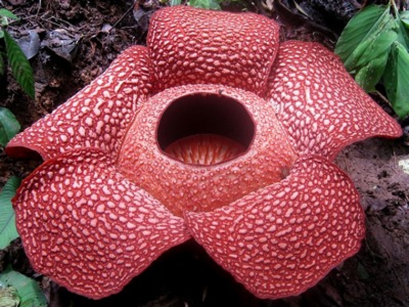 La rafflesia : la plus grande fleur du monde La rafflesia : la plus grande fleur du monde