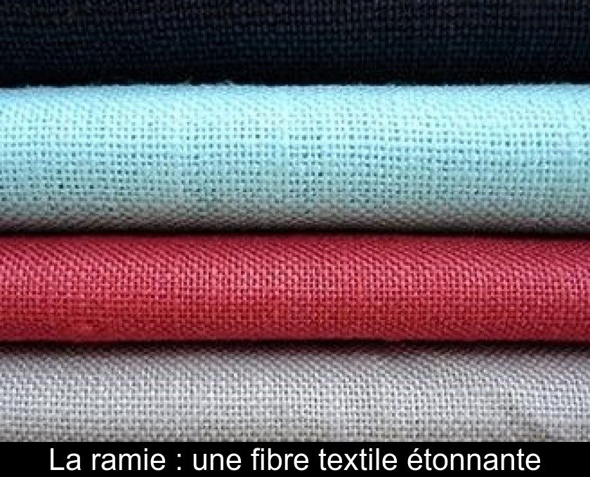 La ramie : une fibre textile étonnante La ramie : une fibre textile étonnante