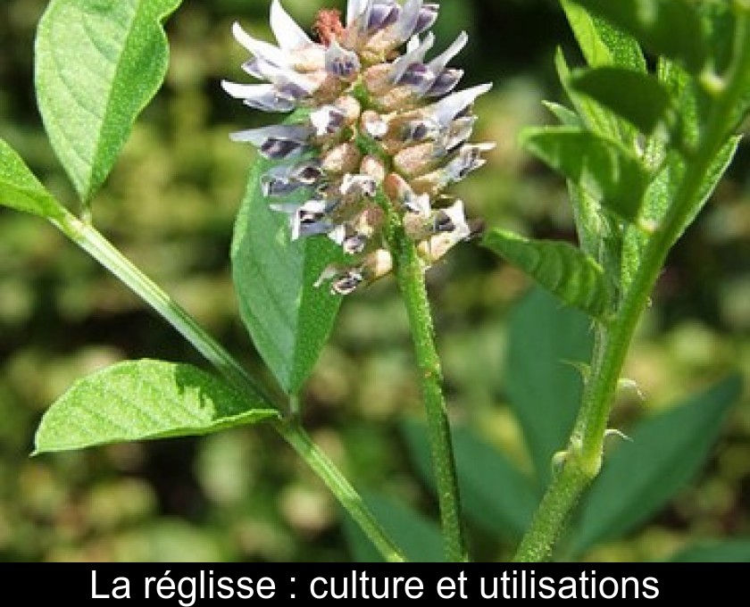 La réglisse : culture et utilisations