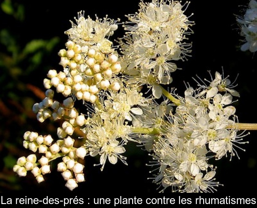 La reine-des-prés : une plante contre les rhumatismes