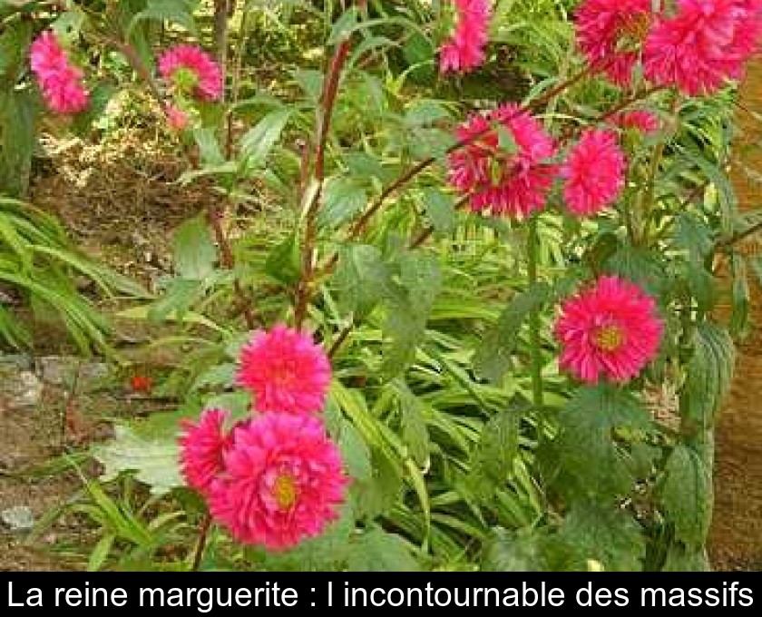 La Reine Marguerite L Incontournable Des Massifs La Reine Marguerite L Incontournable Des Massifs