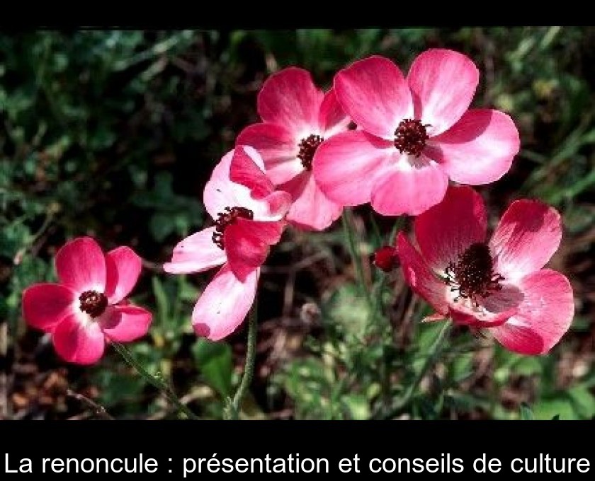 La renoncule : présentation et conseils de culture La renoncule : présentation et conseils de culture