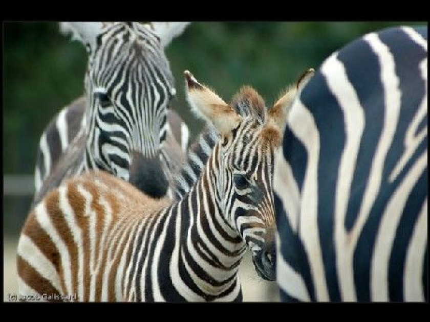 La réserve africaine de Sigean : un parc pour découvrir la faune sauvage La réserve africaine de Sigean : un parc pour découvrir la faune sauvage