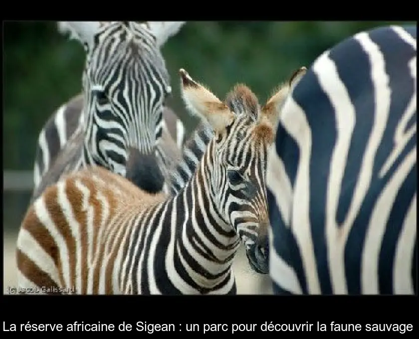 La réserve africaine de Sigean : un parc pour découvrir la faune sauvage 