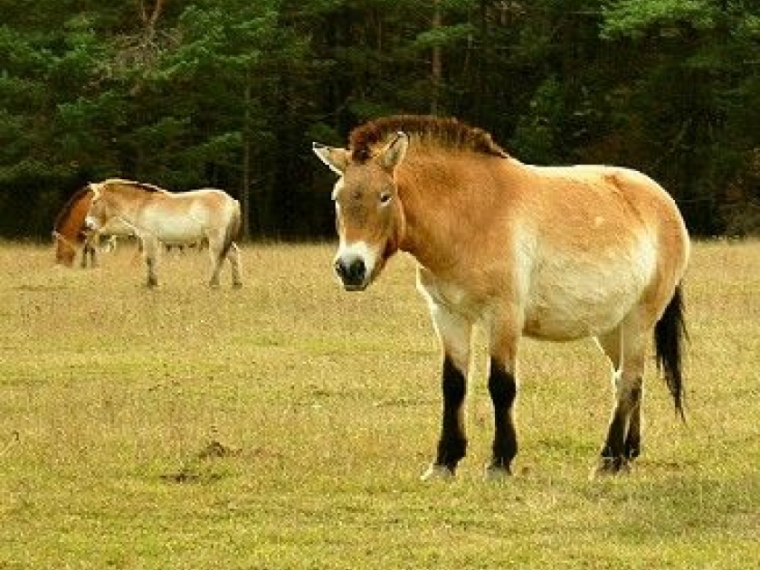 La réserve biologique des Monts d'Azur : des animaux en liberté à Thorenc La réserve biologique des Monts d'Azur : des animaux en liberté à Thorenc