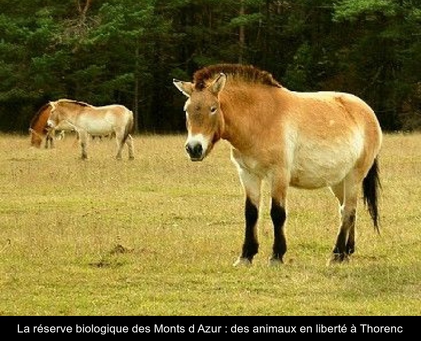 La réserve biologique des Monts d'Azur : des animaux en liberté à Thorenc