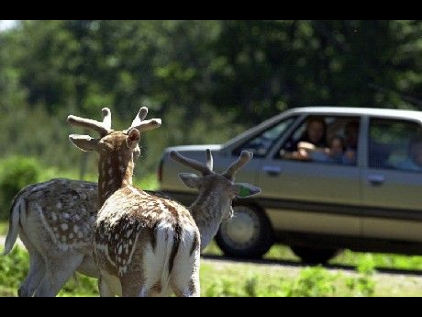 La Réserve de la Haute-Touche : le plus grand parc animalier de France La Réserve de la Haute-Touche : le plus grand parc animalier de France