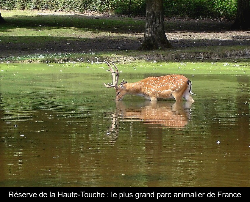 La Réserve de la Haute-Touche : le plus grand parc animalier de France La Réserve de la Haute-Touche : le plus grand parc animalier de France