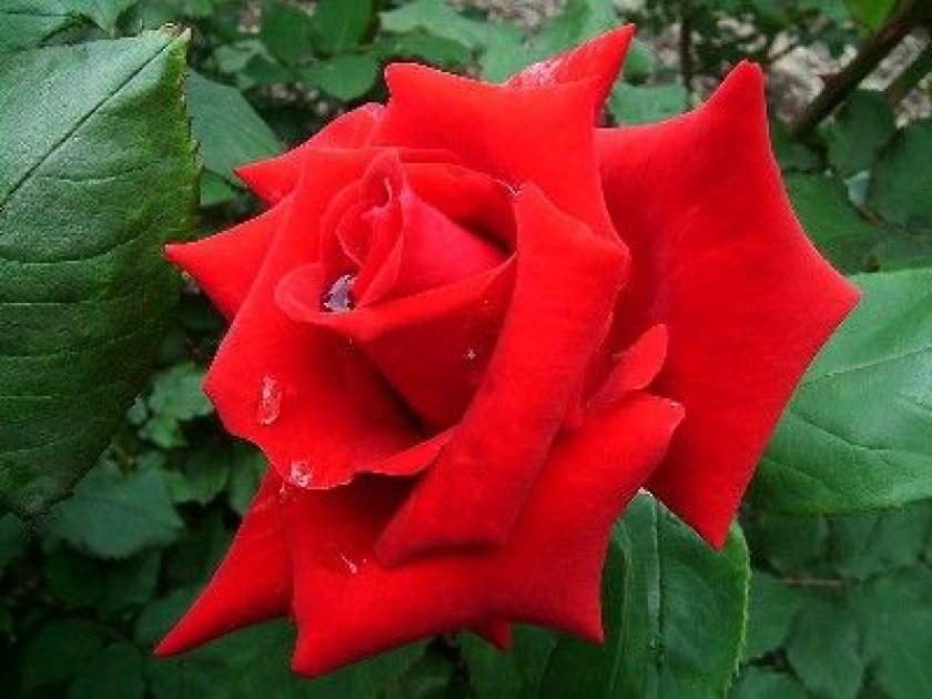 La rose : histoire de la reine des fleurs La rose : histoire de la reine des fleurs