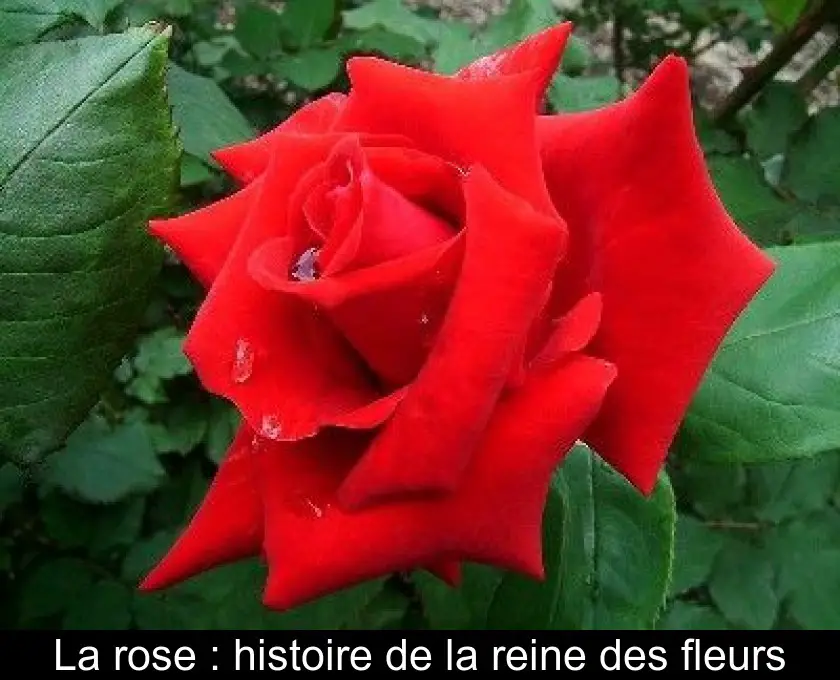 La rose : histoire de la reine des fleurs