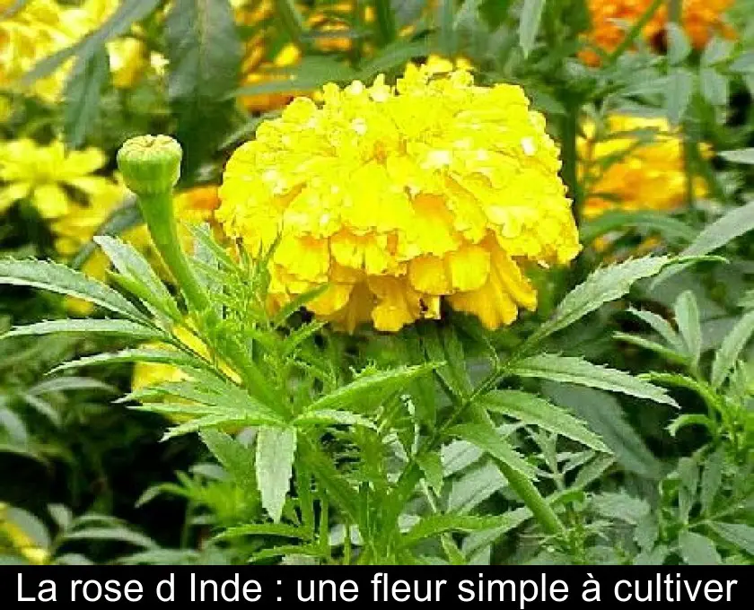 La rose d'Inde : une fleur simple à cultiver