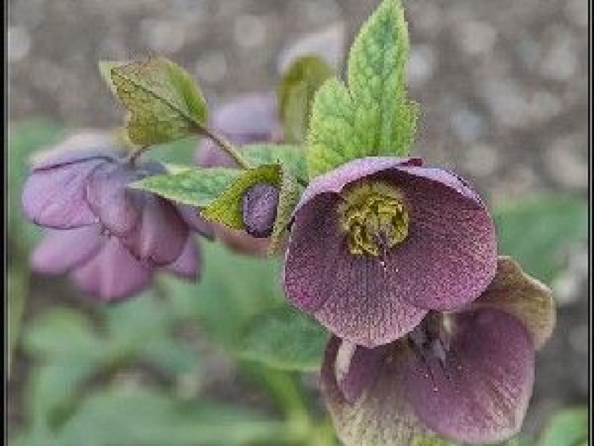 La rose de Noël ou hellébore La rose de Noël ou hellébore