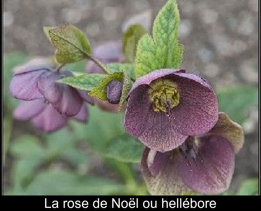 La rose de Noël ou hellébore La rose de Noël ou hellébore