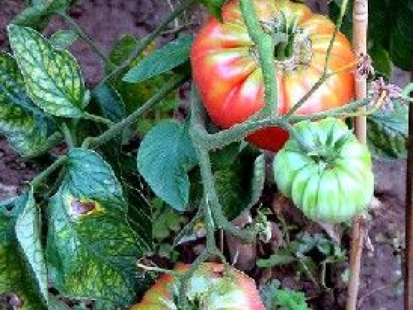 La rotation des cultures : une méthode naturelle pour un sol fertile La rotation des cultures : une méthode naturelle pour un sol fertile