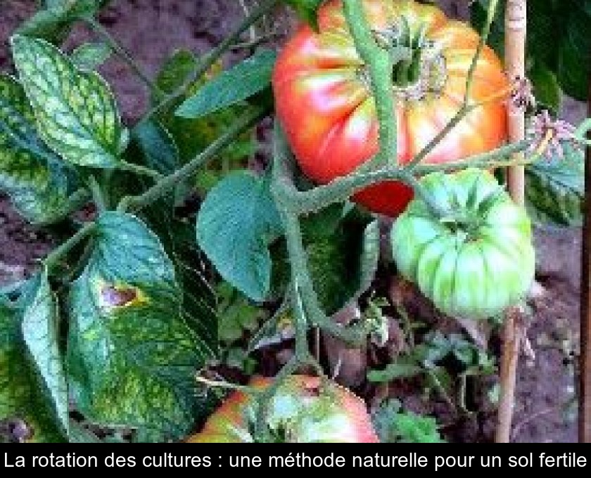 La rotation des cultures : une méthode naturelle pour un sol fertile La rotation des cultures : une méthode naturelle pour un sol fertile
