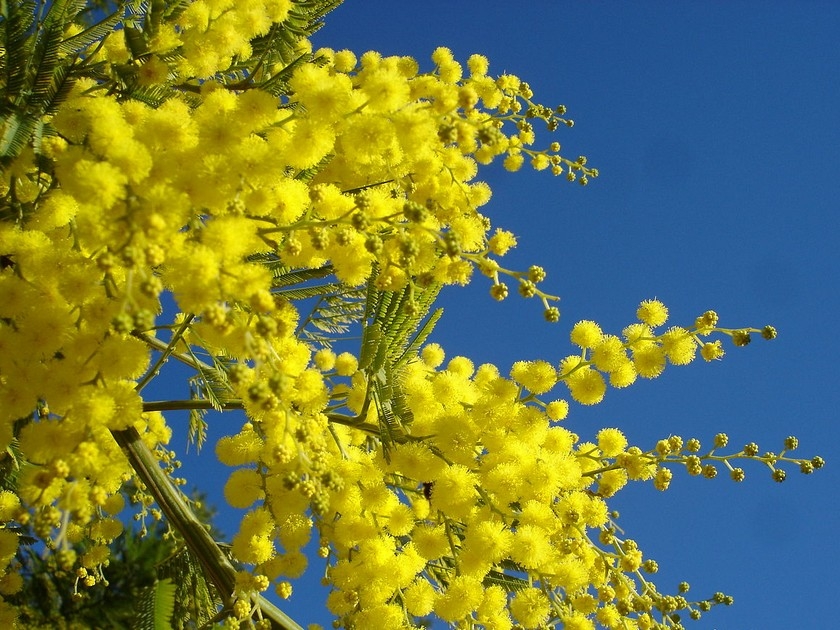 La route du mimosa : un itinéraire ensoleillé de Bormes à Grasse La route du mimosa : un itinéraire ensoleillé de Bormes à Grasse