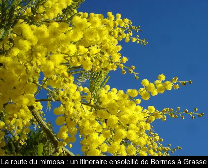 La route du mimosa : un itinéraire ensoleillé de Bormes à Grasse