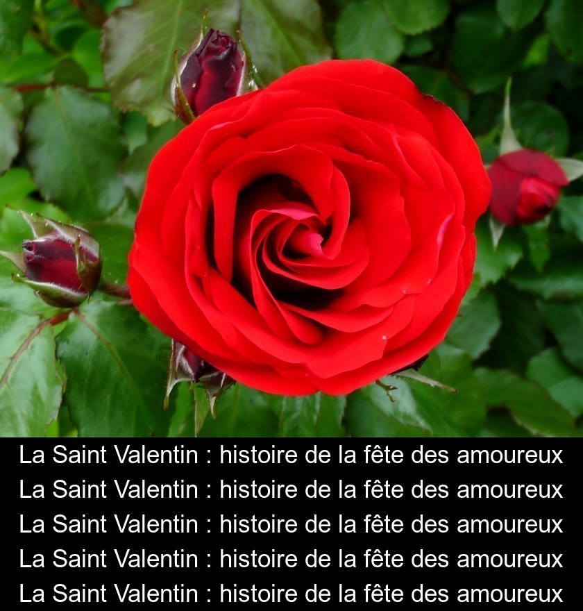 La Saint Valentin : histoire de la fête des amoureux La Saint Valentin : histoire de la fête des amoureux
