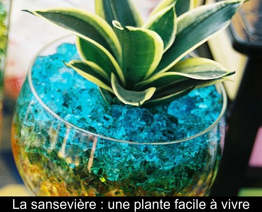 La sansevière : une plante facile à vivre La sansevière : une plante facile à vivre