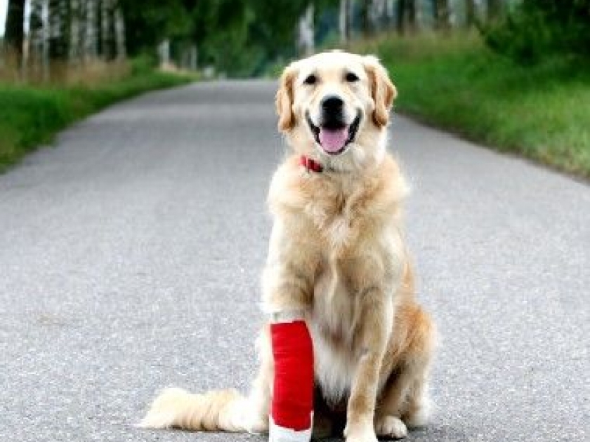 La santé du chien : quels sont les signes de maladie ? La santé du chien : quels sont les signes de maladie ?