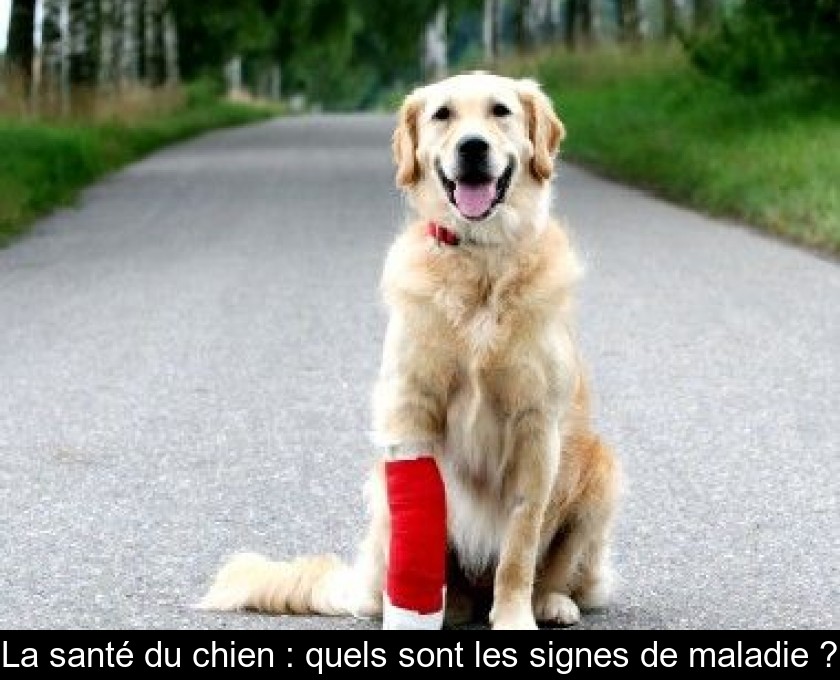 La santé du chien : quels sont les signes de maladie ? La santé du chien : quels sont les signes de maladie ?