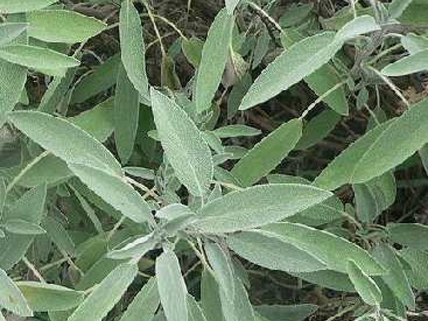La sauge : une plante aromatique et décorative La sauge : une plante aromatique et décorative