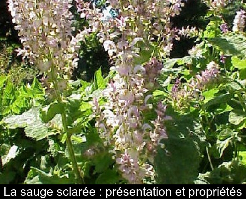 La sauge sclarée : présentation et propriétés La sauge sclarée : présentation et propriétés