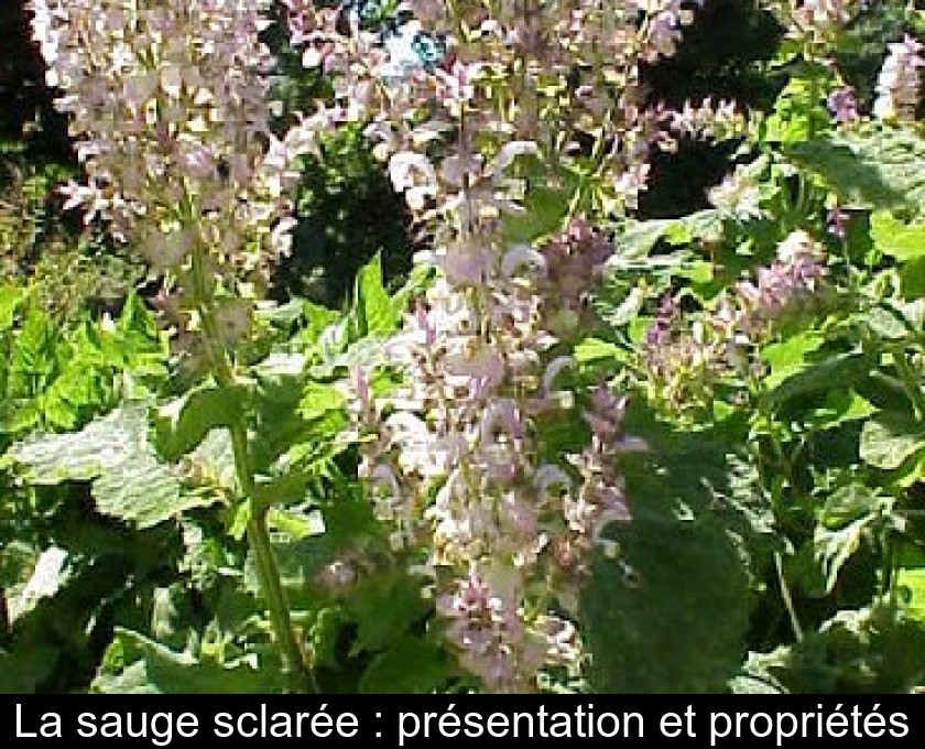 La sauge sclarée : présentation et propriétés